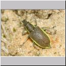 Chlorophanus viridis - Dunkelgruner Gelbrandruessler 01a 9mm.jpg